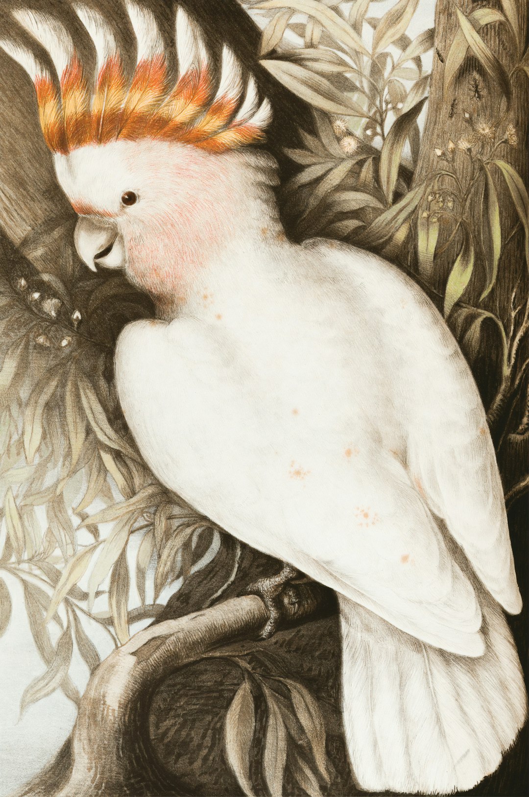 White Dove Study