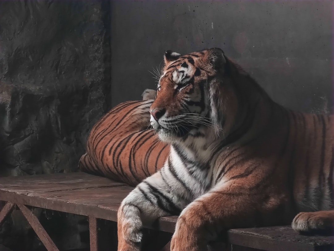 Rare Animals