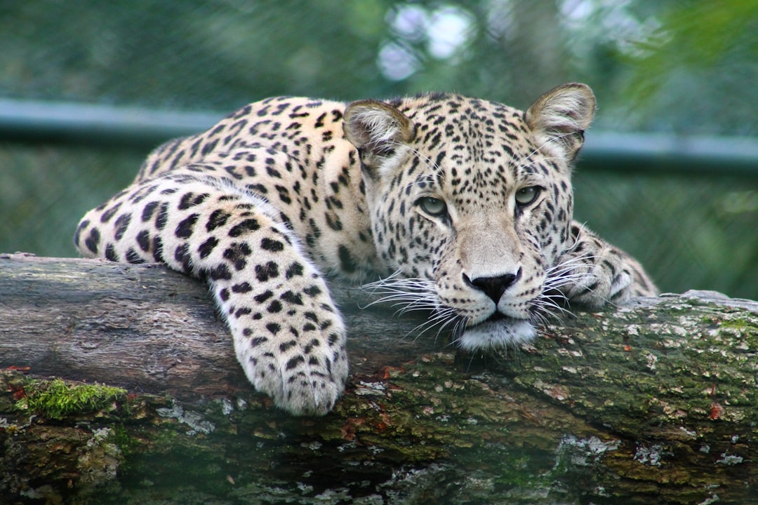 Snow Leopard Portrait