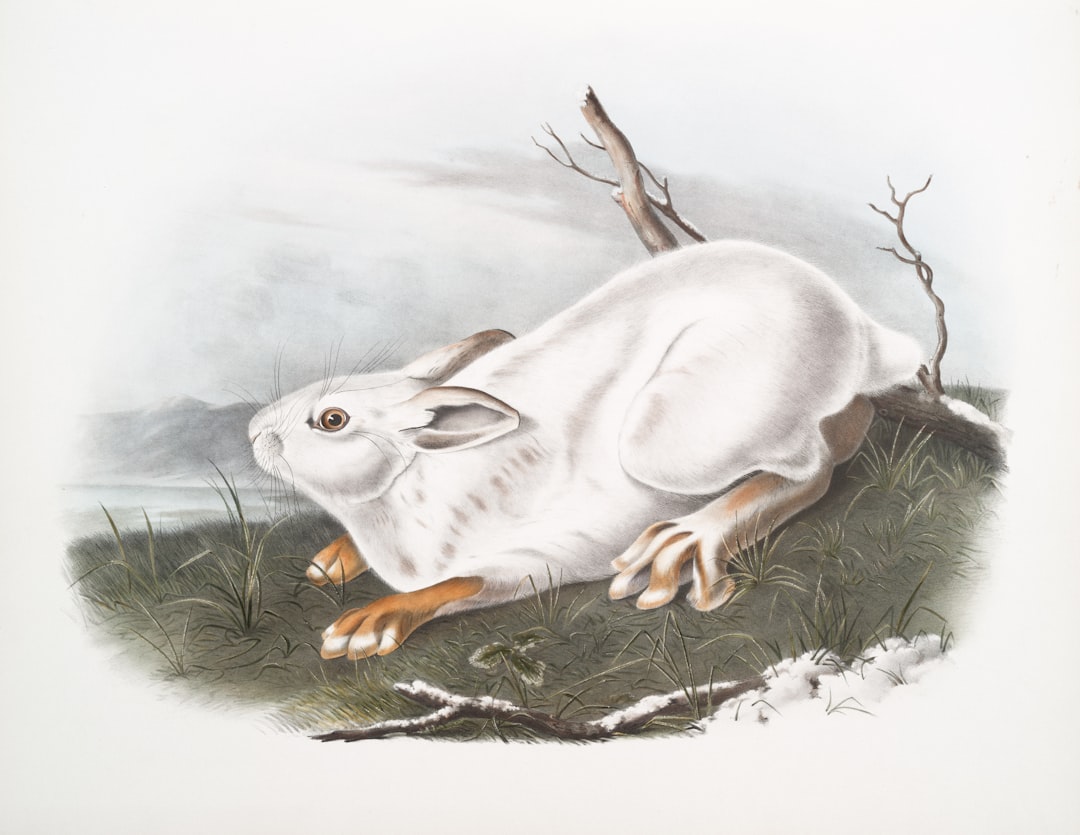White Rabbit